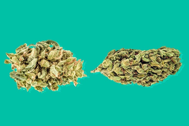 Indica vs. Sativa: What’s the difference and which suits YOU best?